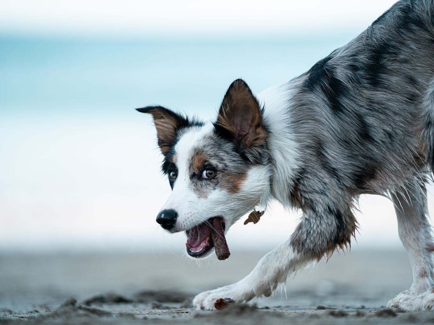 Merle border collie with a chew treat on a New Zealand beach
